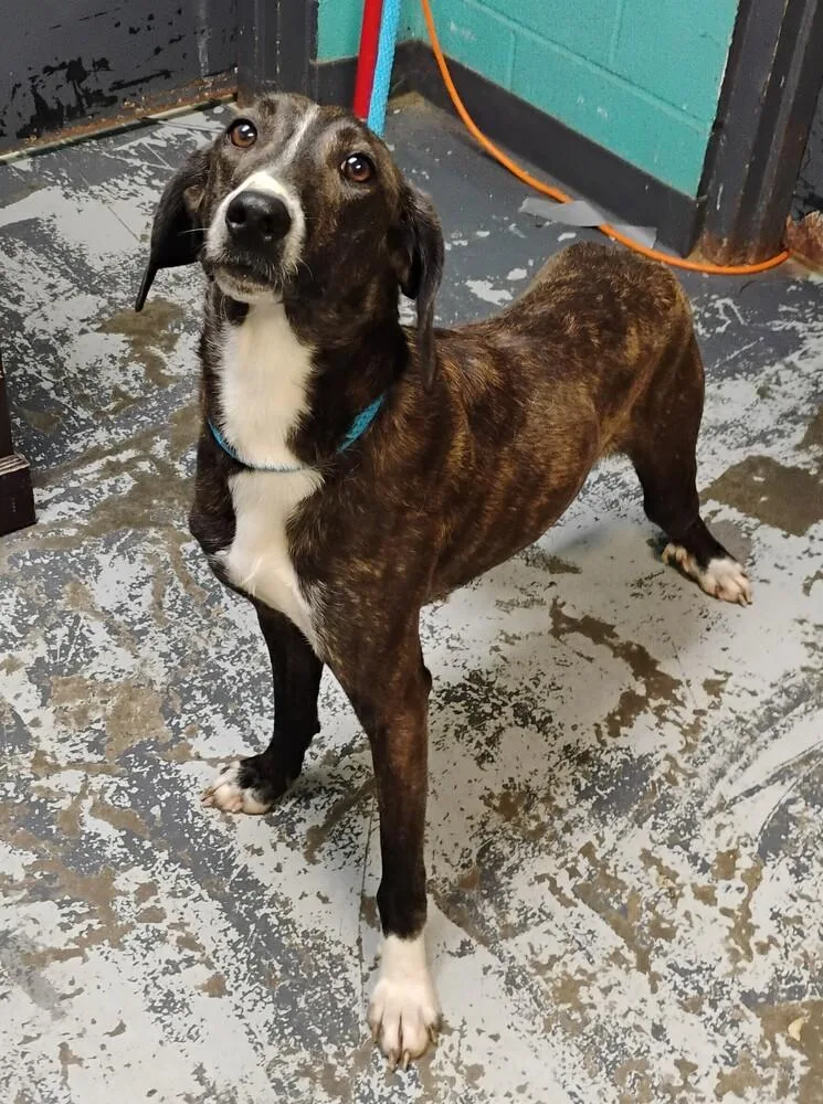 An adult medium-sized male Mountain Cur dog named Jenkins for adoption in New Lexington, OH