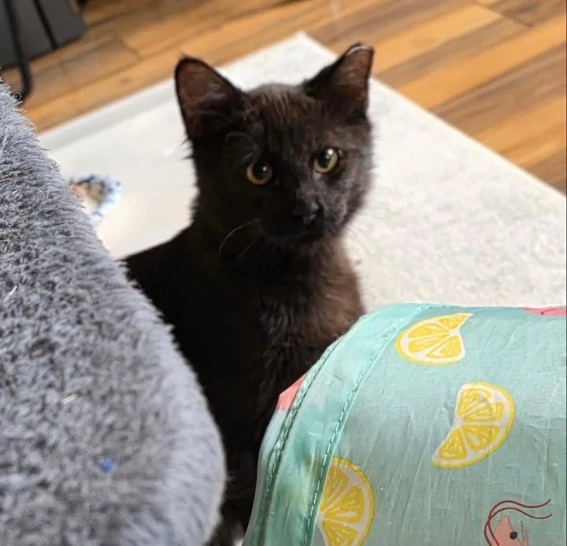 A baby small-sized female Domestic Short Hair cat named Bandit for adoption in Albuquerque, NM