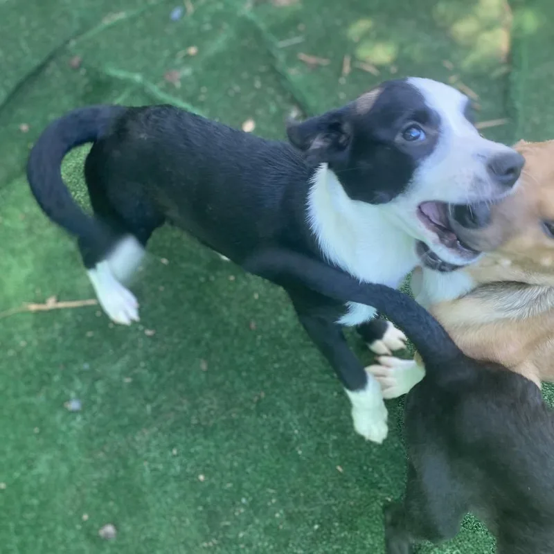 A baby medium-sized female White / Cream Border Collie dog named Quiche for adoption in Escondido, CA