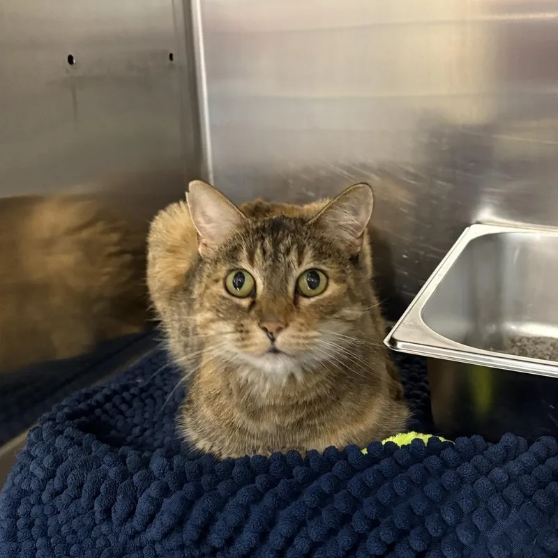 An adult medium-sized female Torbie Domestic Short Hair cat named Kendra for adoption in Saint Charles, MO