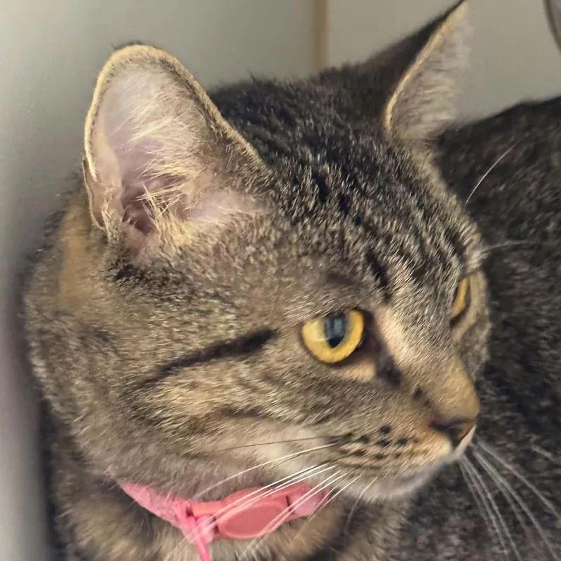 An adult small-sized female American Shorthair cat named Kessick for adoption in Danbury, CT