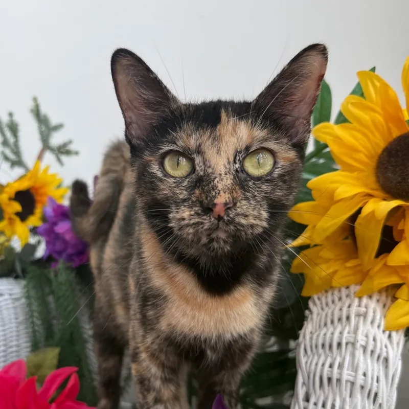 A young medium-sized female Tortoiseshell Domestic Short Hair cat named Tizzy Daniella for adoption in Eaton Rapids, MI