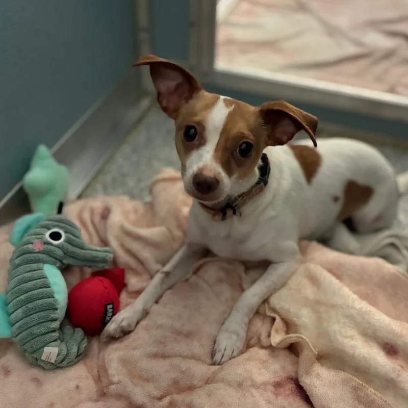 An adult small-sized female Jack Russell Terrier dog named Pancake for adoption in South Elgin, IL