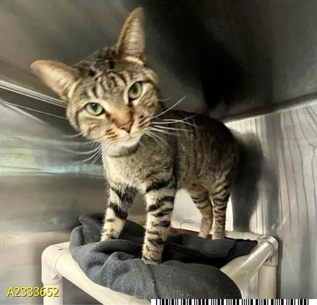 An adult medium-sized male Domestic Short Hair cat named Shiloh for adoption in West Palm Beach, FL