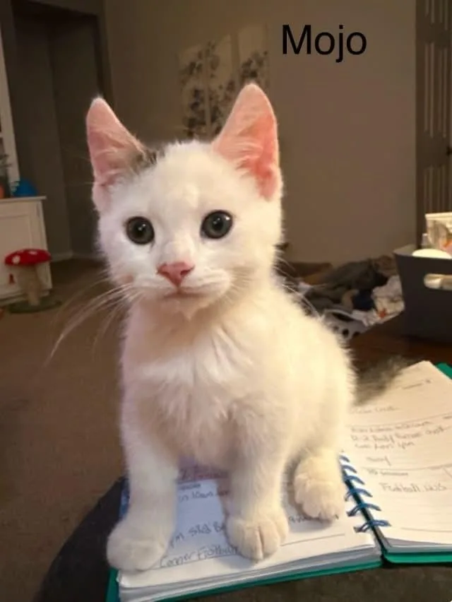 A baby medium-sized male White Domestic Short Hair cat named Mojo for adoption in Wyandotte, MI
