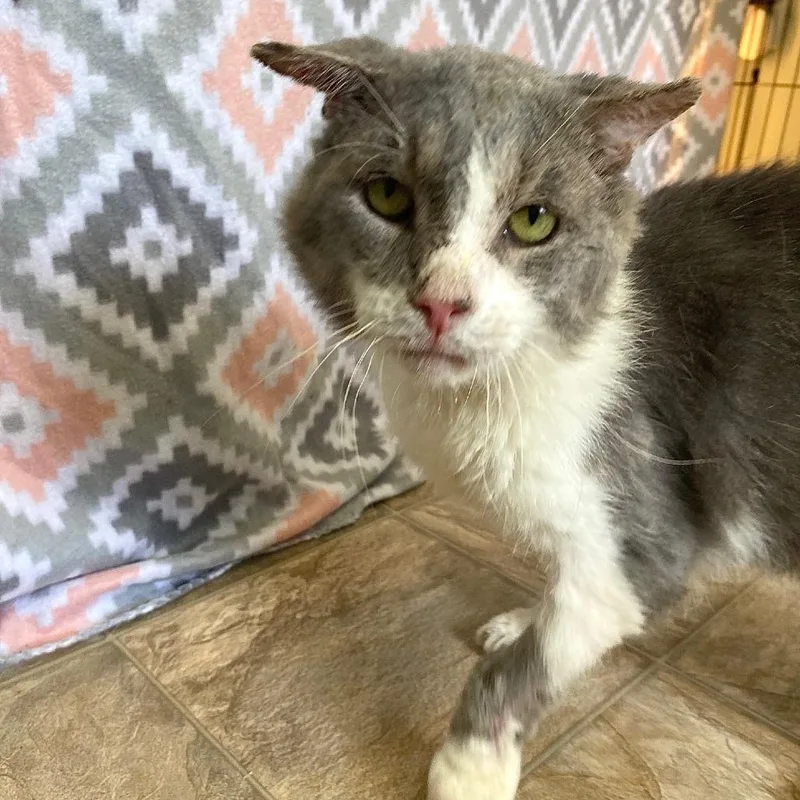 Jacked Up Jack thumbnail 3