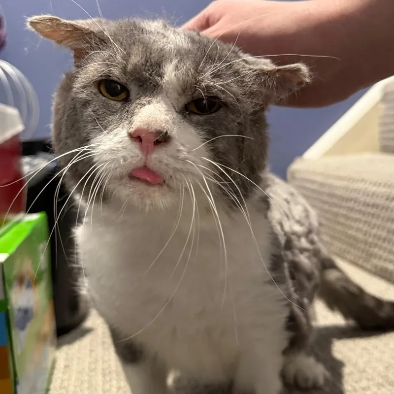 Jacked Up Jack thumbnail 4