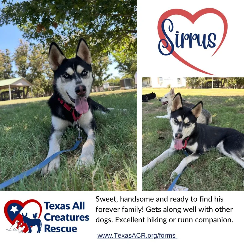 An adult medium-sized male Husky dog named Sirrus for adoption in Alvarado, TX