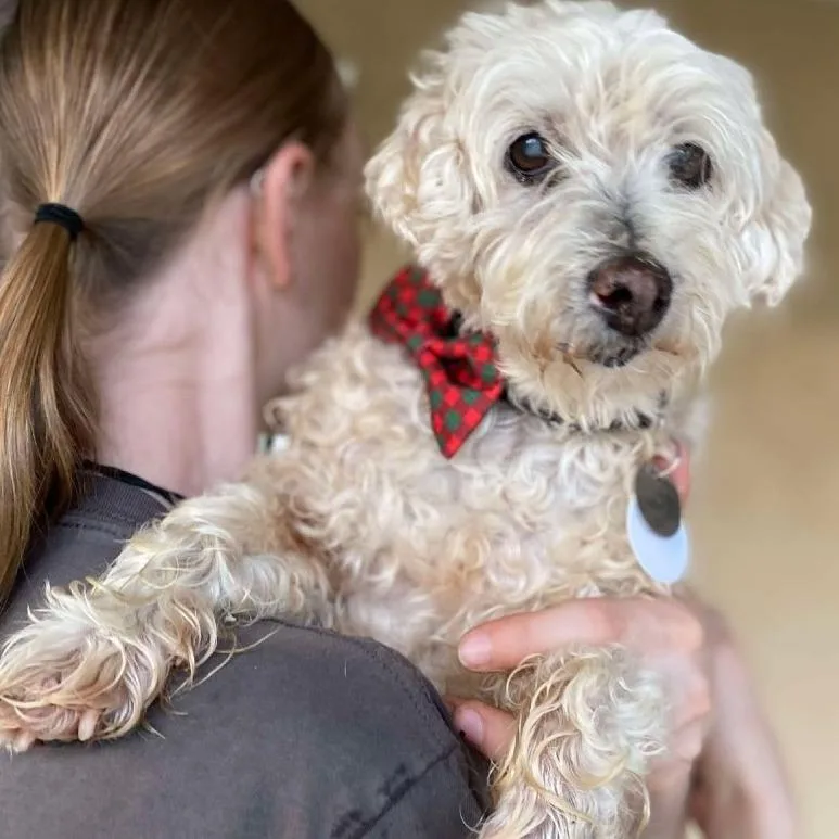 A senior small-sized male White / Cream Cockapoo dog named Roger for adoption in Ramona, CA