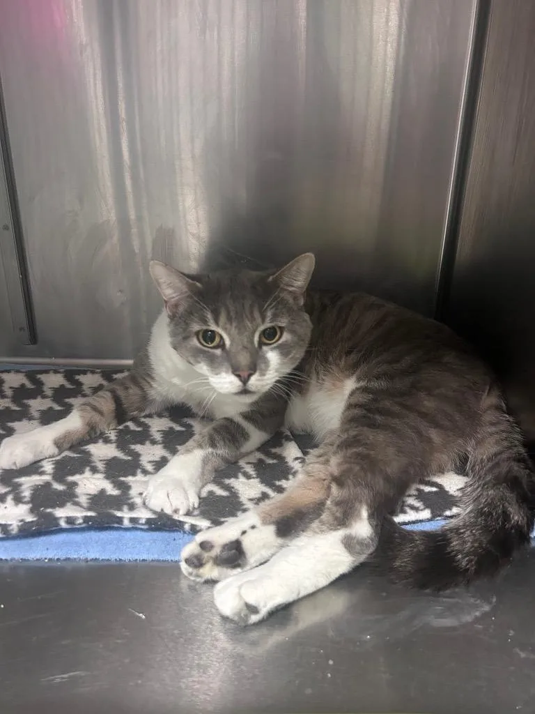 An adult extra large-sized male Domestic Short Hair cat named Woody for adoption in Meriden, CT