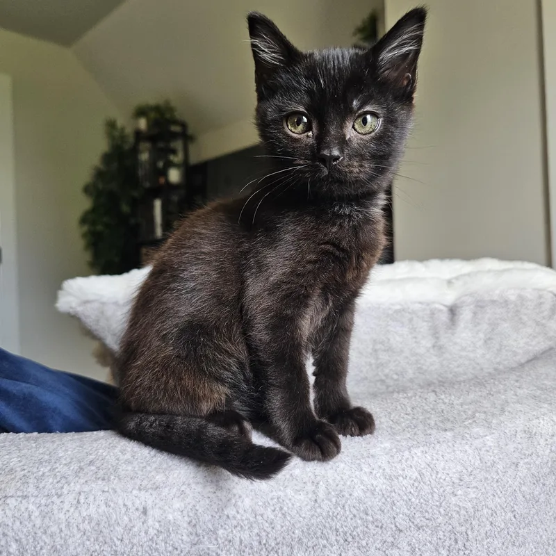 A baby medium-sized female Black Domestic Short Hair cat named Liri for adoption in Apex, NC