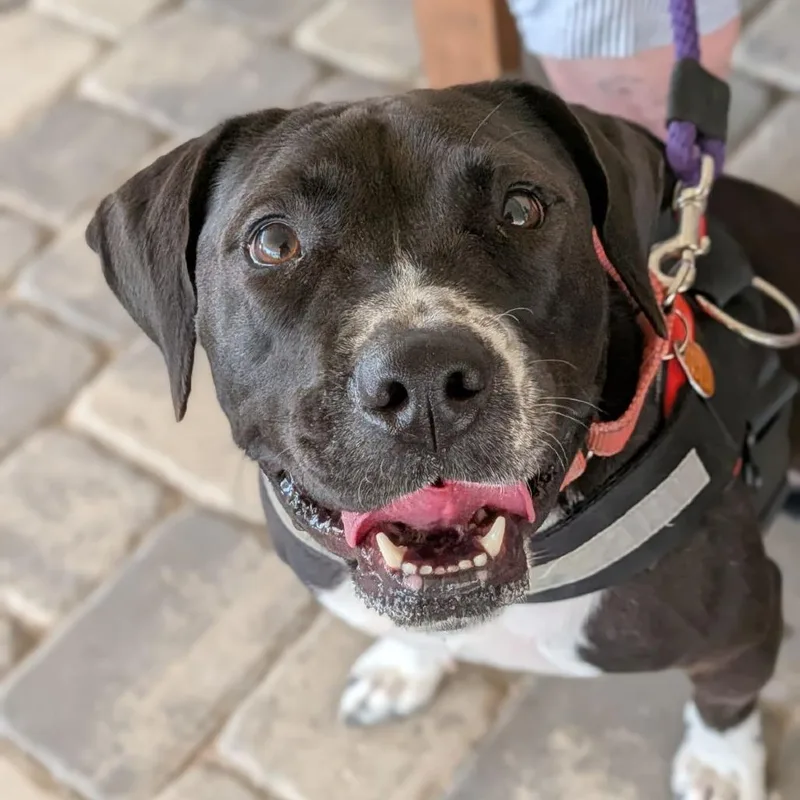 An adult medium-sized female Black Labrador Retriever dog named Susie for adoption in Ocala, FL
