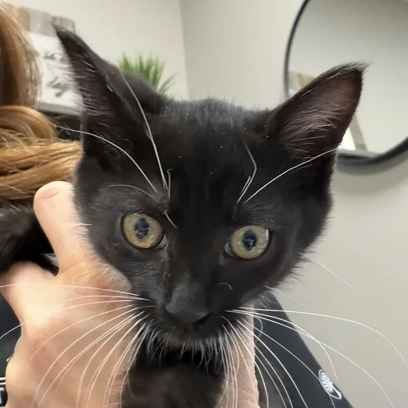 A baby small-sized female Black Domestic Short Hair cat named Marykate for adoption in Midland, TX