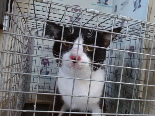 A young small-sized male Domestic Short Hair cat named Oreo for adoption in Orlando, FL
