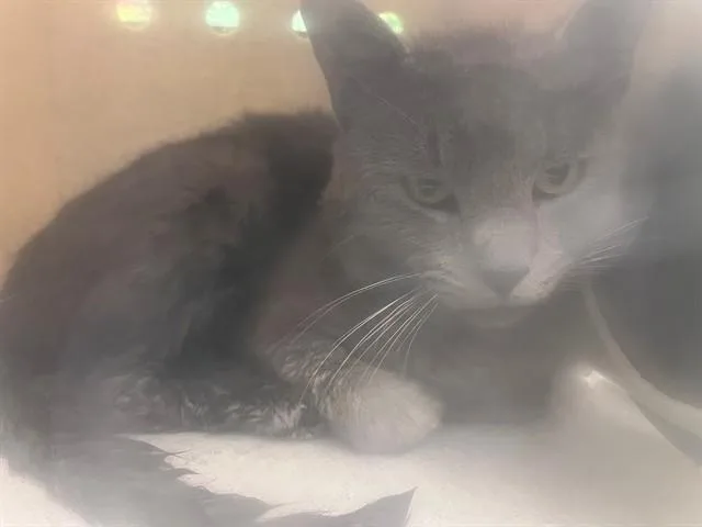 A young large-sized male Domestic Short Hair cat named A for adoption in Moreno Valley, CA