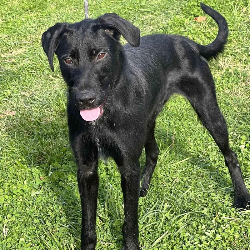 The General thumbnail 2