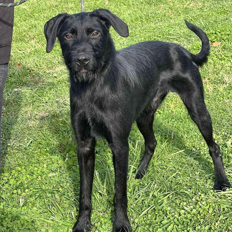 The General thumbnail 3