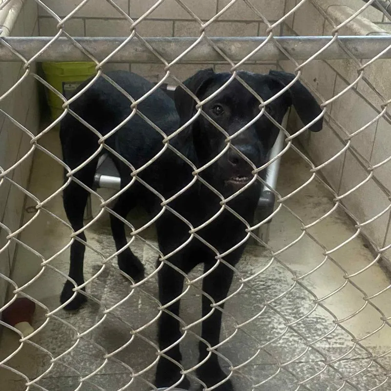 The General thumbnail 4