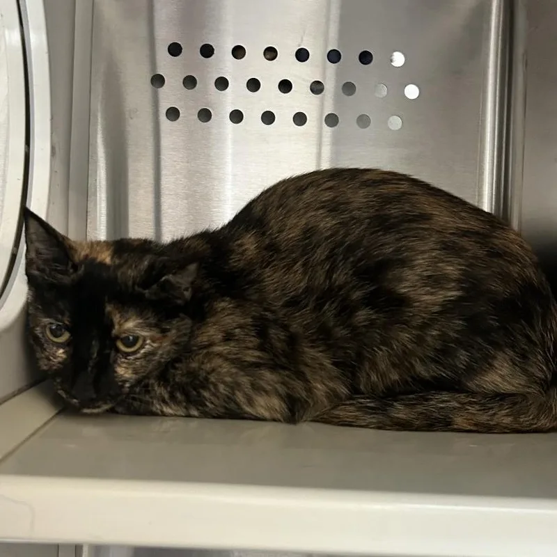 An adult medium-sized female Tortoiseshell Domestic Short Hair cat named Starling AR for adoption in Denver, CO
