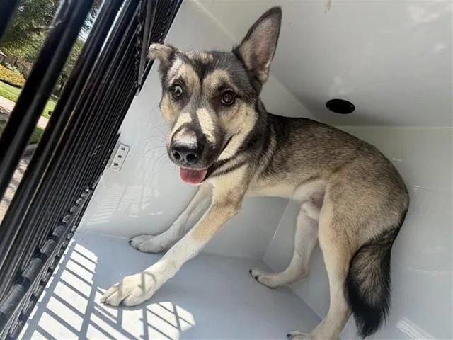 An adult large-sized male Husky dog named A for adoption in Houston, TX