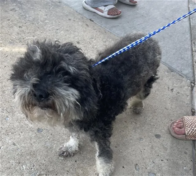 An adult small-sized male Mixed Breed dog named Pip for adoption in Dallas, TX
