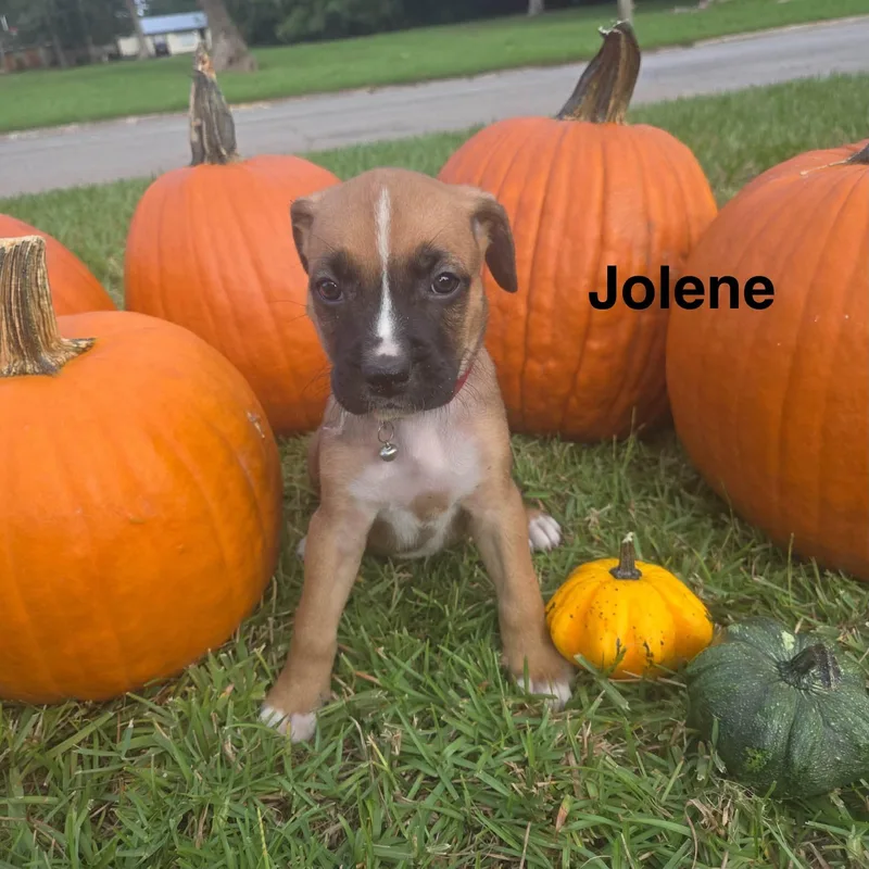 A baby medium-sized female Boxer dog named Jolene for adoption in Navarre, FL