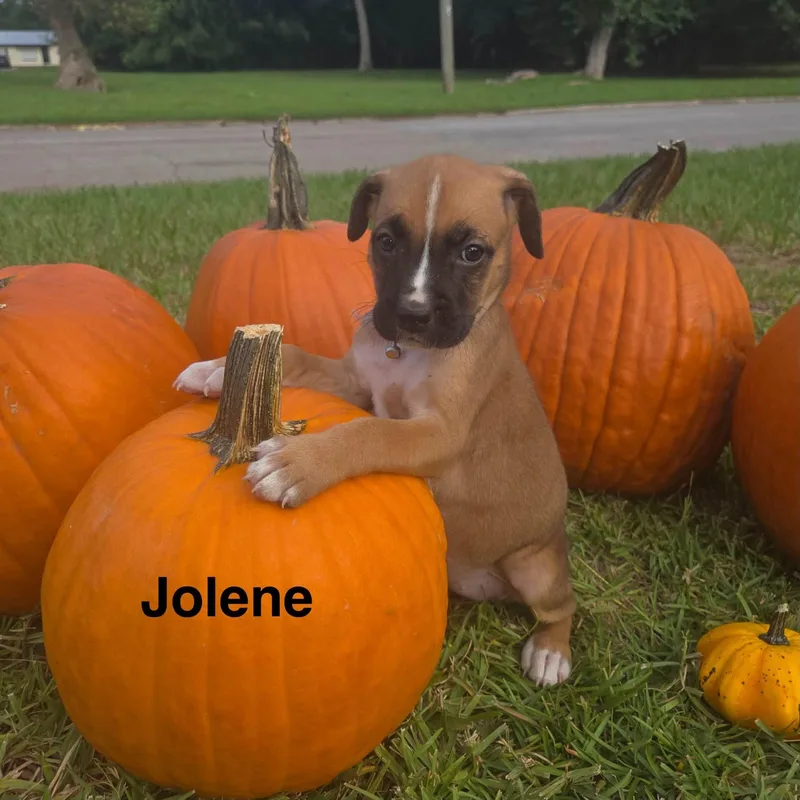 Jolene thumbnail 2