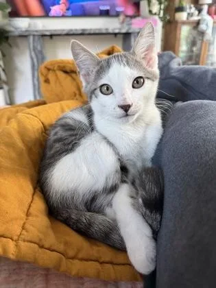 A baby small-sized male Domestic Short Hair cat named Hermann for adoption in Chamblee, GA