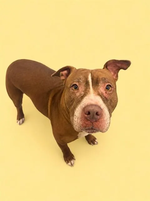 An adult large-sized female Terrier dog named Billie for adoption in Miami, FL