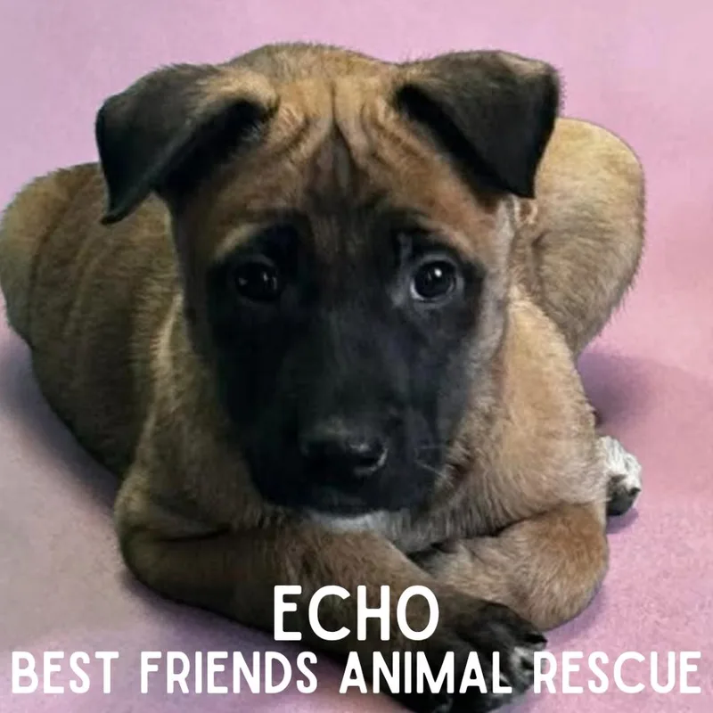 Echo
