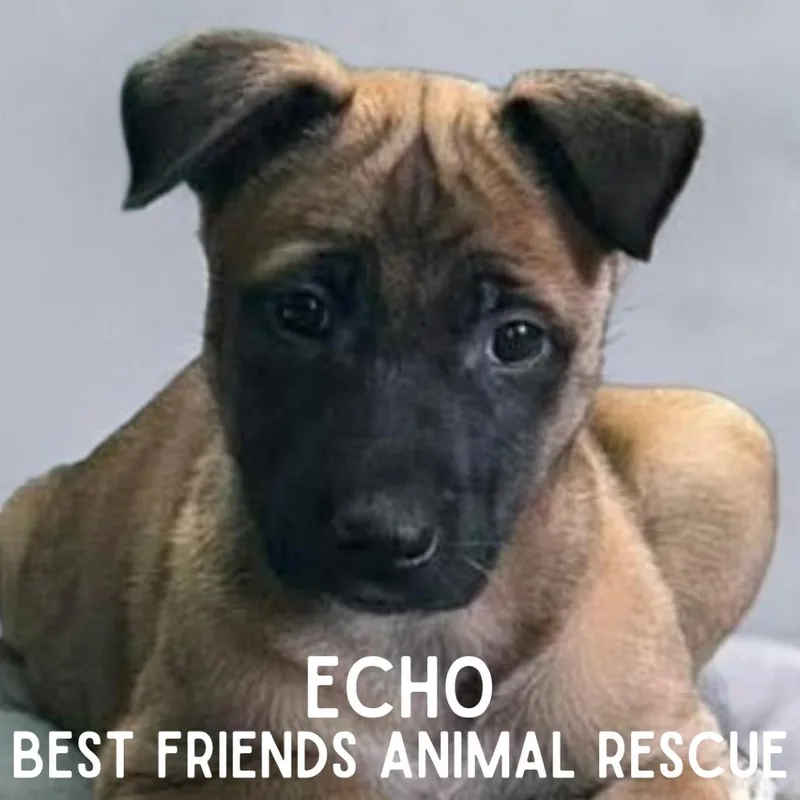 Echo thumbnail 2