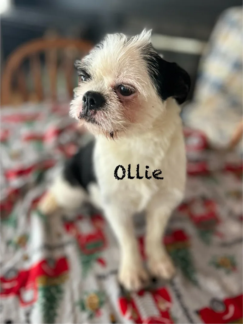 Ollie