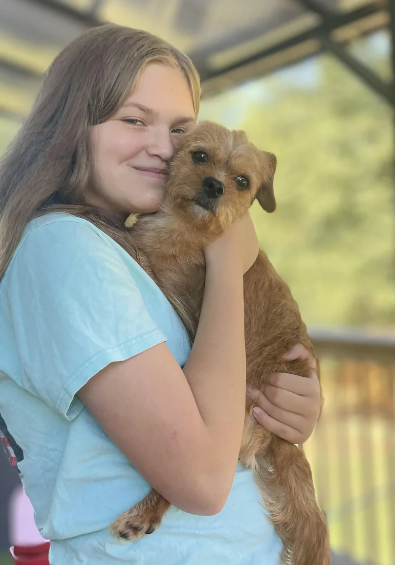 A young small-sized male Merle (Red) Norfolk Terrier dog named Waffles for adoption in Alpharetta, GA