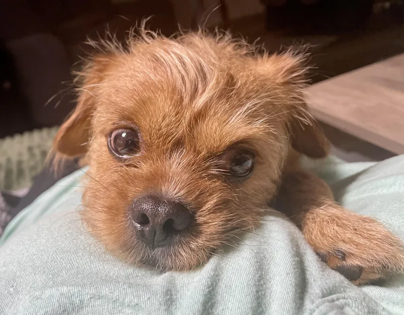 Waffles thumbnail 3