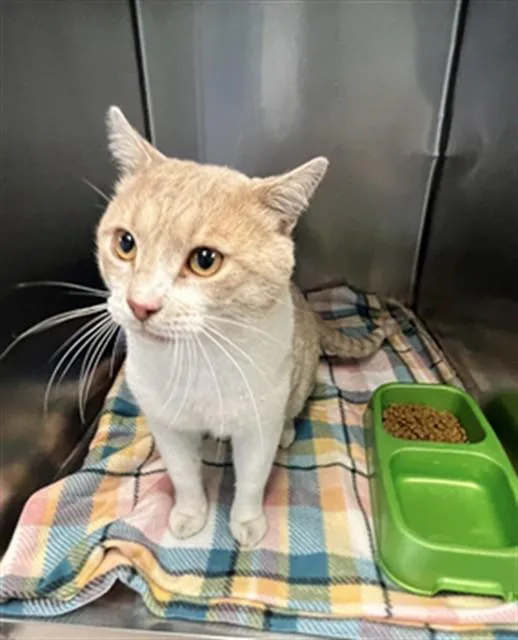 A young large-sized male Domestic Short Hair cat named Garfield for adoption in Killeen, TX