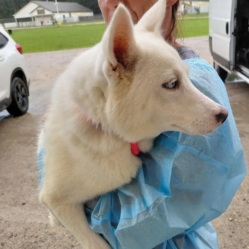 An adult large-sized female White / Cream American Eskimo Dog dog named Dani for adoption in LOXAHATCHEE, FL