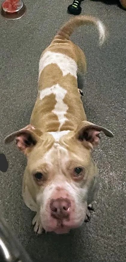 An adult large-sized female Mixed Breed dog named Hypaxia for adoption in Munster, IN