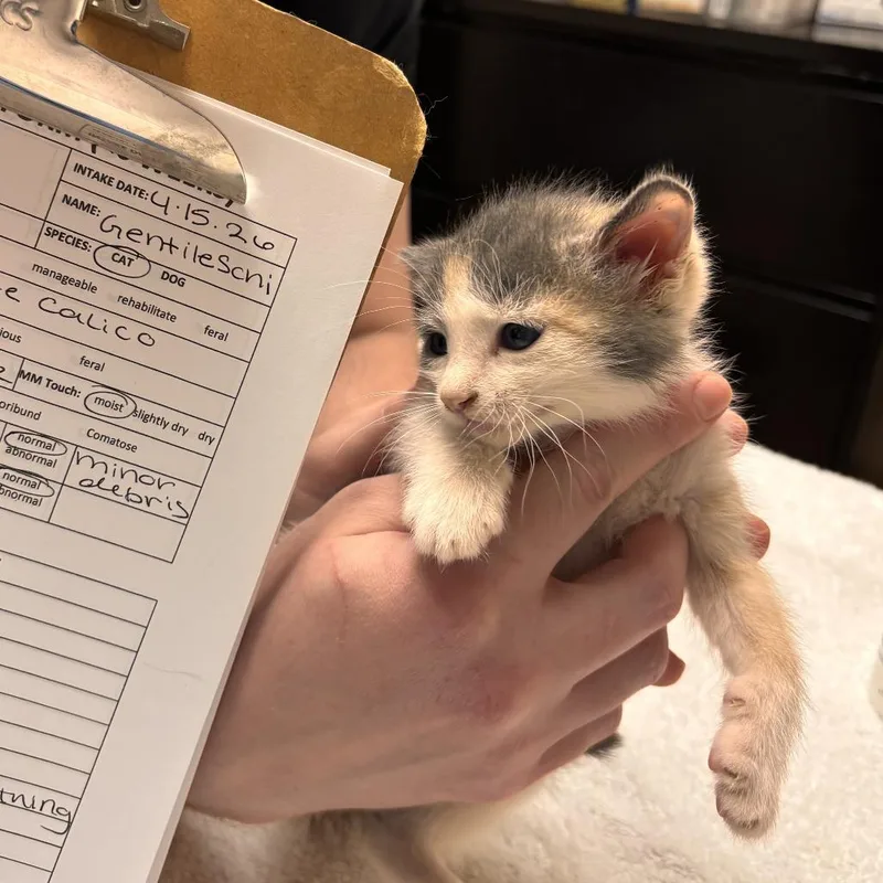 A baby small-sized female Calico Domestic Short Hair cat named Gentileschi for adoption in Tempe, AZ