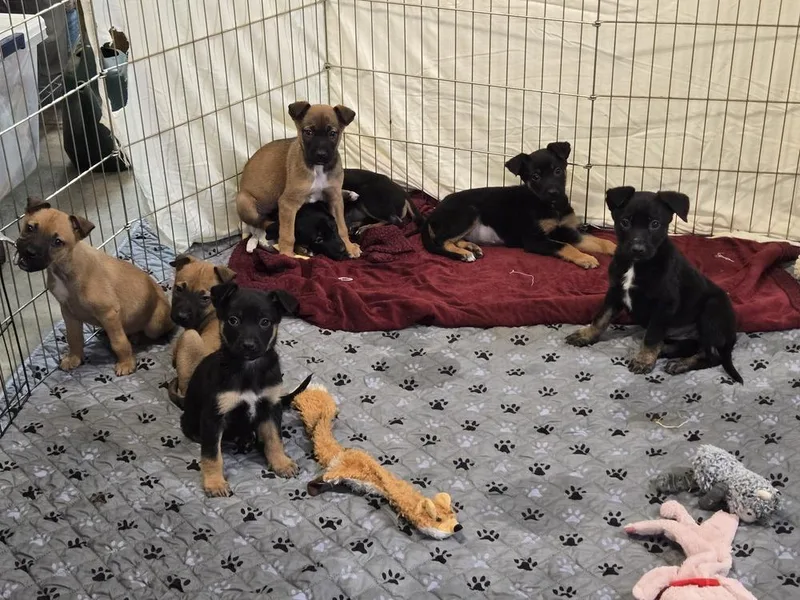 Seven Dwarfs Litter thumbnail 2