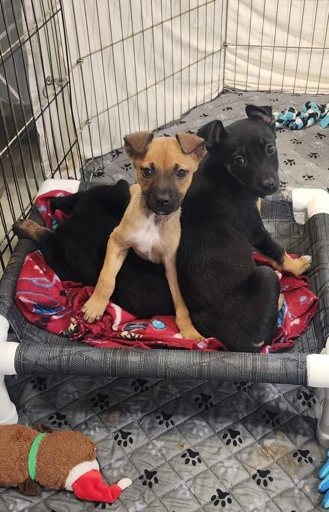 Seven Dwarfs Litter thumbnail 3