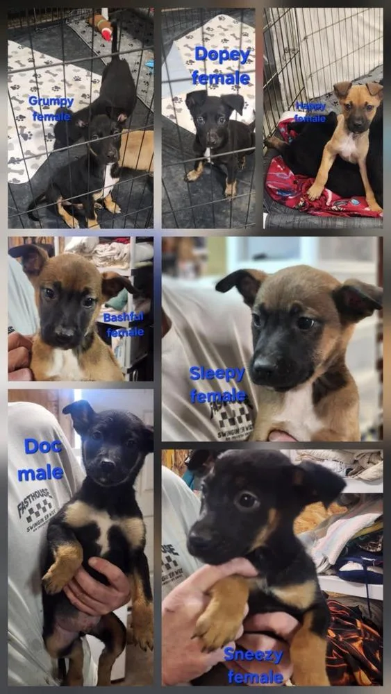 Seven Dwarfs Litter thumbnail 4