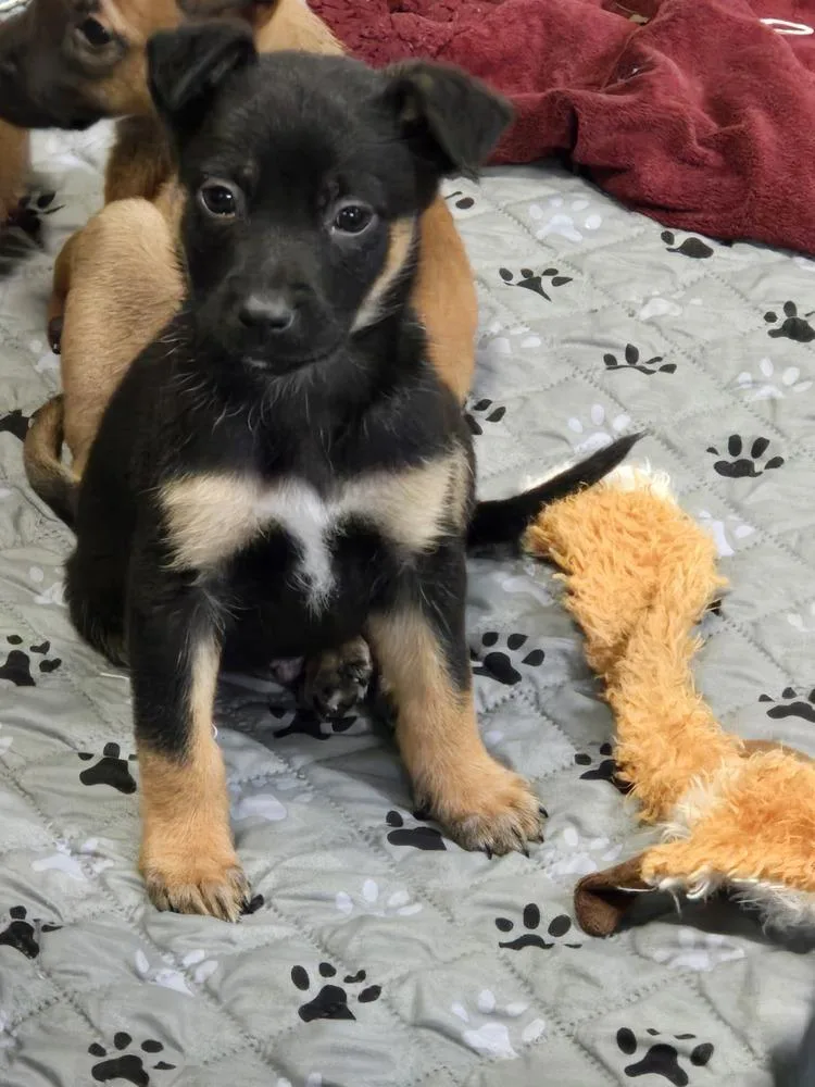 Seven Dwarfs Litter thumbnail 5