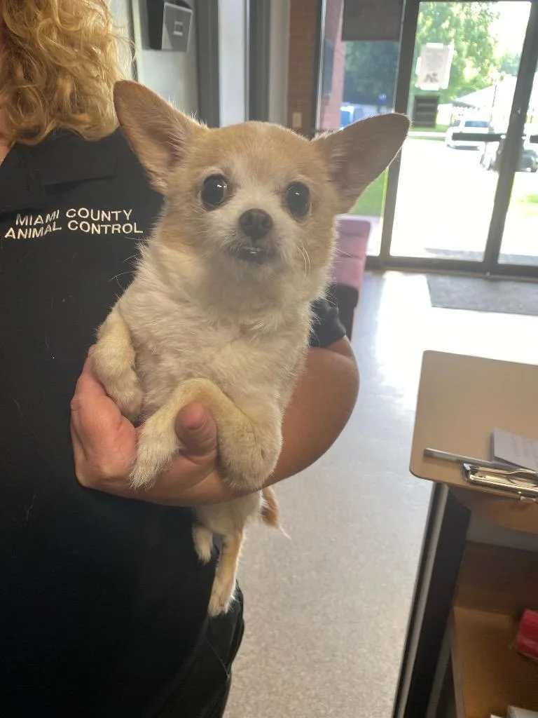 A senior small-sized male Chihuahua dog named Little Guy for adoption in Troy, OH