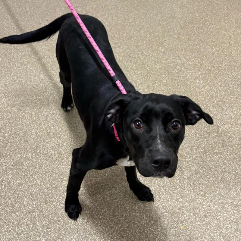 A young small-sized female Black Labrador Retriever dog named Starry Night for adoption in League City, TX