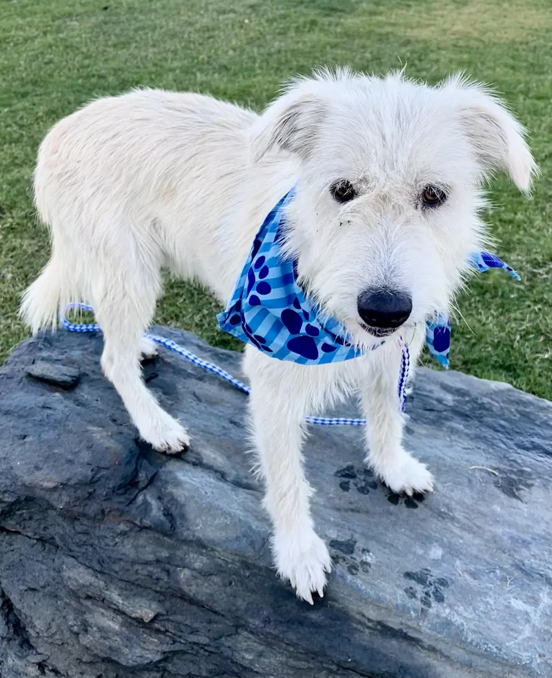 A young medium-sized male Terrier dog named Louie for adoption in Rowland Heights, CA
