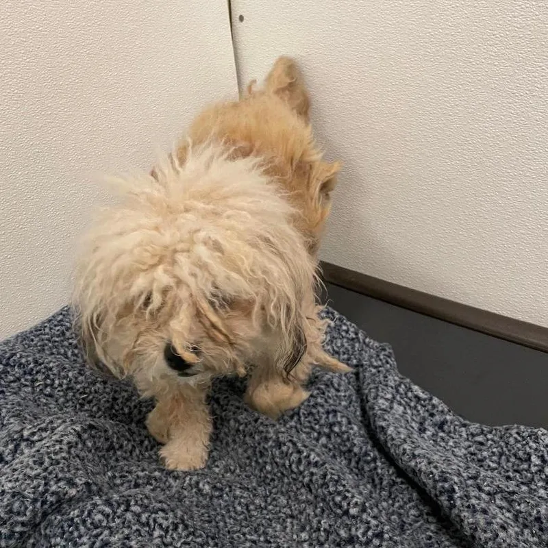 An adult small-sized female White / Cream Mixed Breed dog named Louisa for adoption in North Myrtle Beach, SC