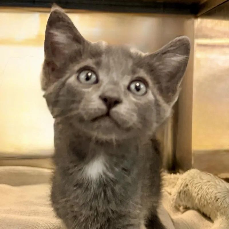A baby small-sized male Gray / Blue / Silver Domestic Short Hair cat named Mr. Flop for adoption in Palm Springs, CA