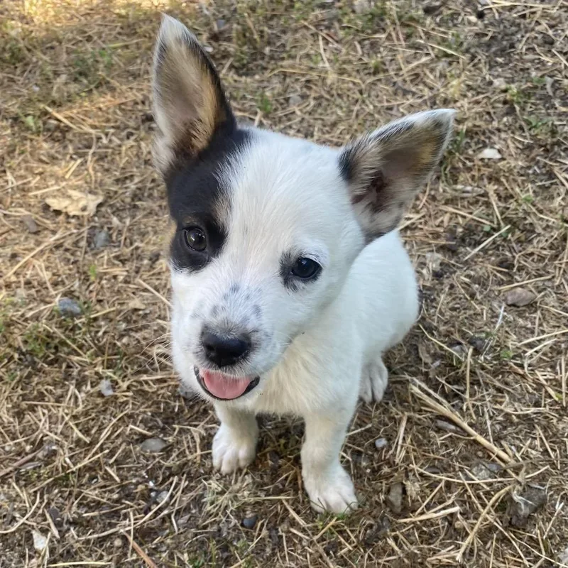 A baby medium-sized male White / Cream Cattle Dog dog named Oliver for adoption in Escondido, CA