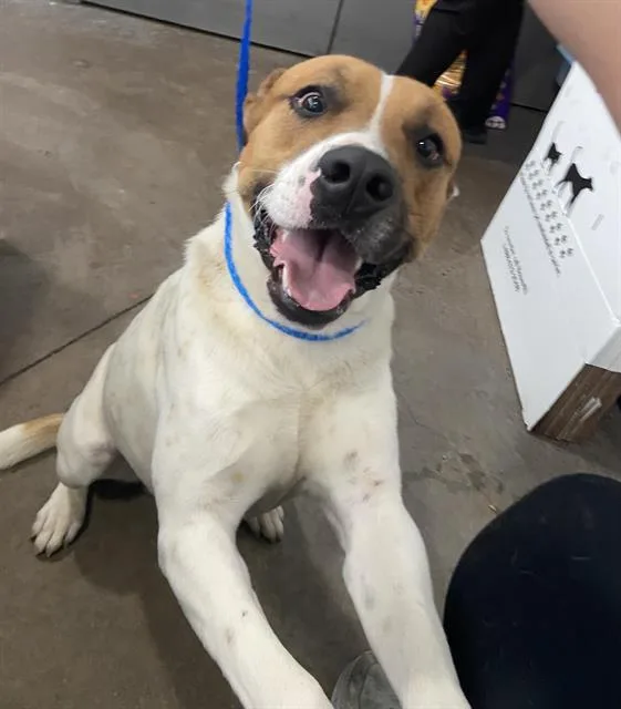 A young large-sized male Mixed Breed dog named Donny for adoption in Dallas, TX