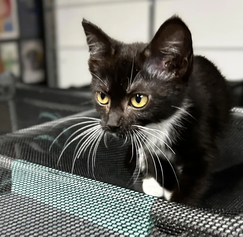 A young medium-sized female Black & White / Tuxedo Domestic Short Hair cat named Clover for adoption in Elkins, WV